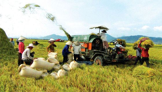 nông dân, nghèo, cú sốc, thu nhập, nông thôn, chi tiêu, nợ nần