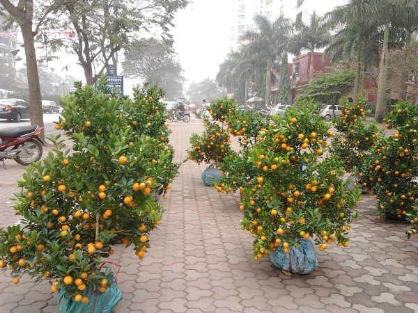 Đào, quất rớt giá thê thảm (2)
