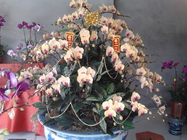 Đào, quất rớt giá thê thảm (3)