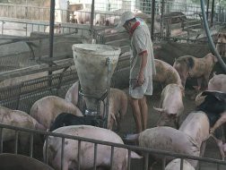 Giá heo hơi giảm mạnh