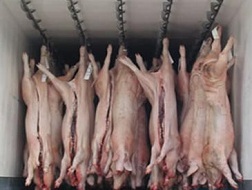 Giá heo hơi Việt Nam thấp hơn các nước 10 - 20%