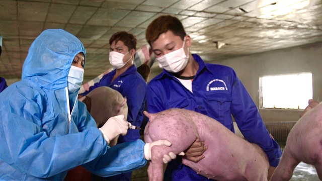 Dabaco quyết tâm cao sớm sản xuất thương mại vaccine tả lợn Châu Phi - Ảnh 1. Dabaco quyết tâm cao sớm sản xuất thương mại vaccine tả lợn Châu Phi - Ảnh 1.