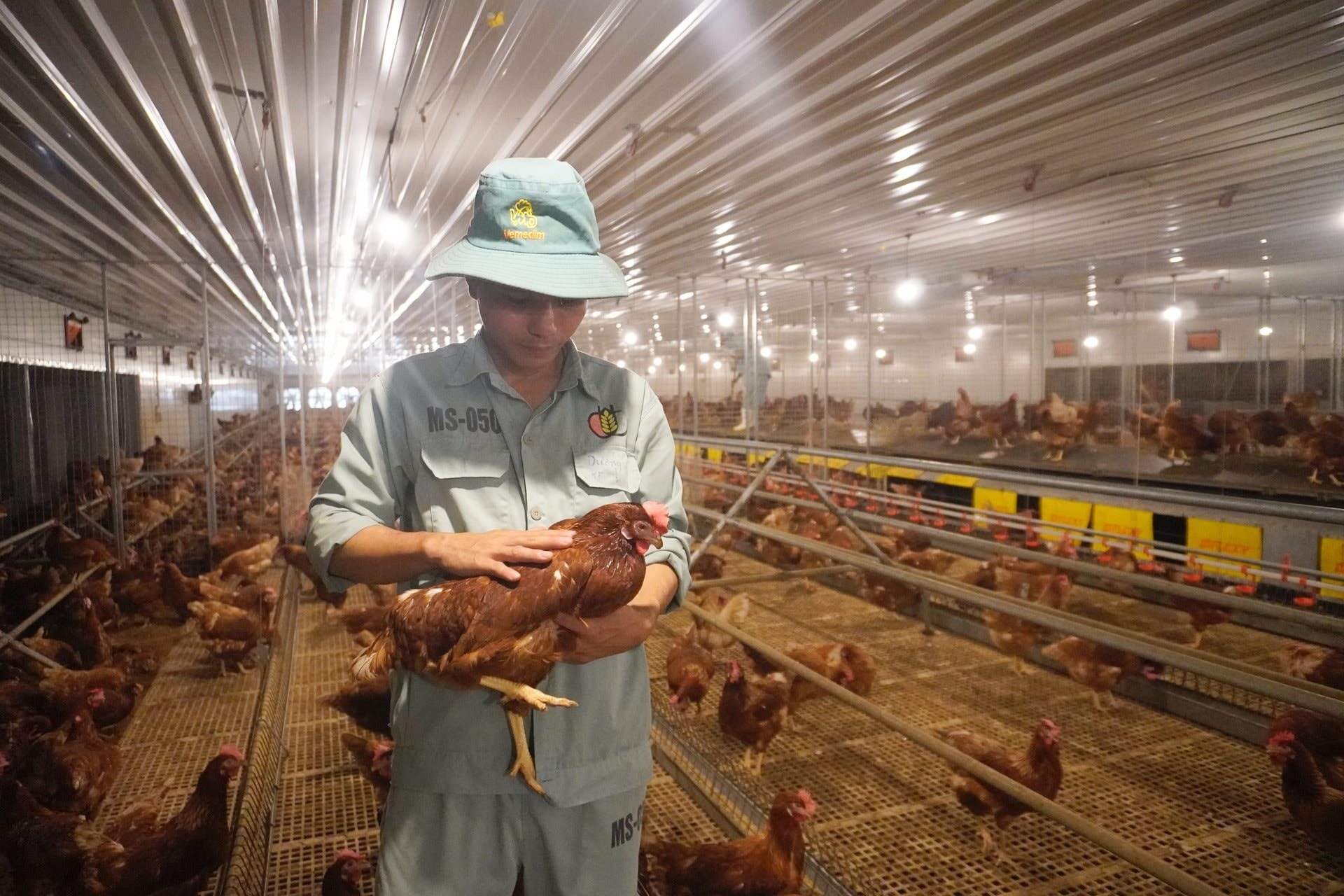 trung-ga-nhan-dao-dabaco-cage-free-duoc-chan-nuoi-theo-tieu-chuan-cua-to-chuc-hfac