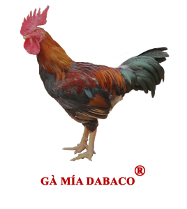ga-mia-dabaco
