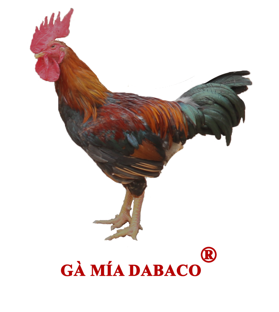 ga-mia-dabaco