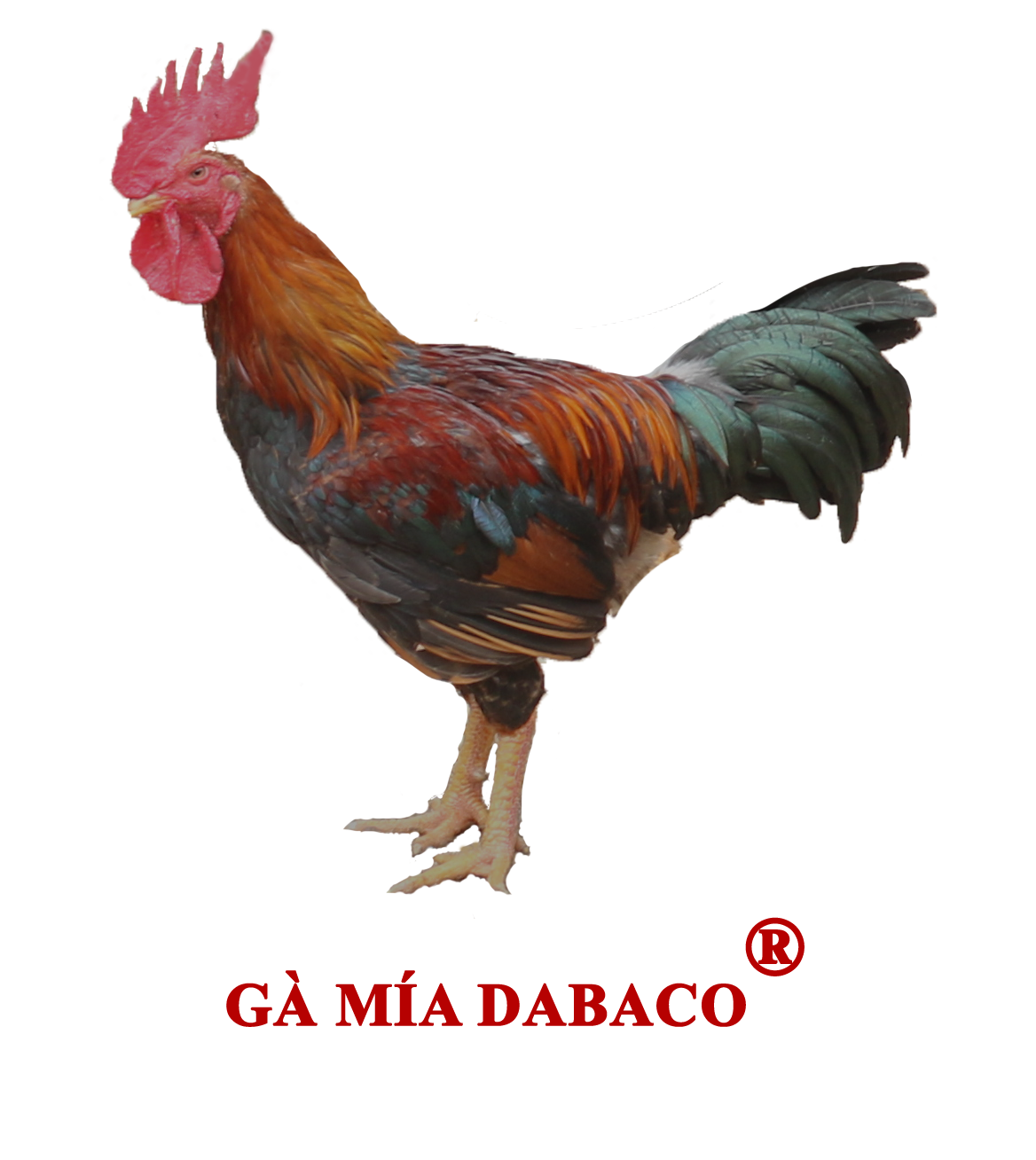 ga-mia-dabaco