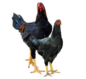 ga-noi-o-tia