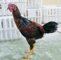 ga-noi-o-tia-3