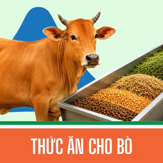 Thức ăn cho bò