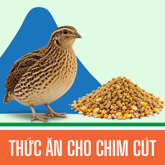 Thức ăn cho chim cút