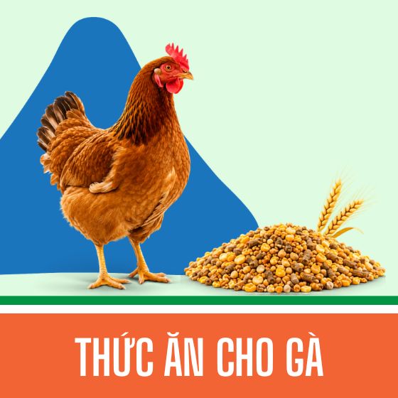 Thức ăn cho gà