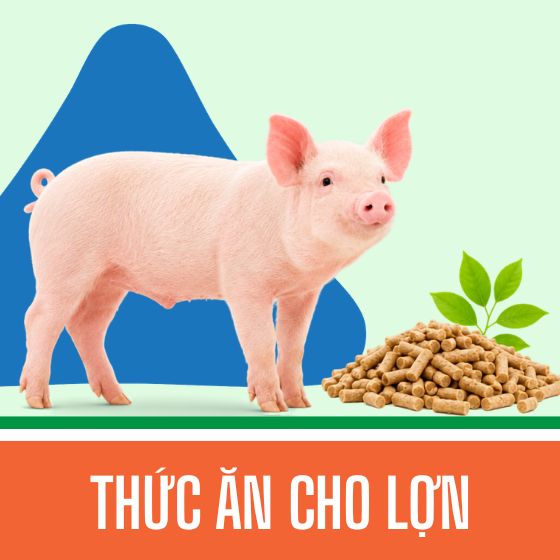 Thức ăn cho lợn