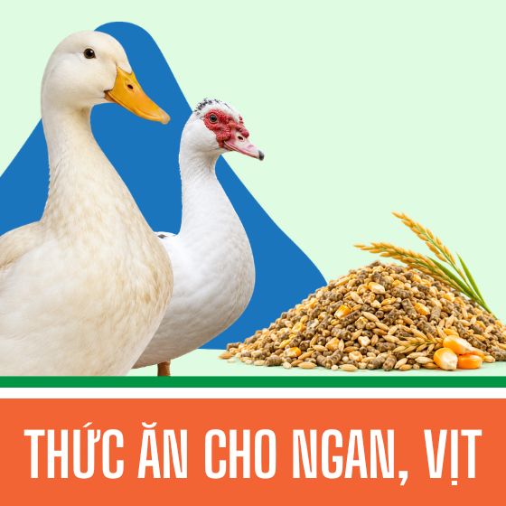 Thức ăn cho ngan, vịt