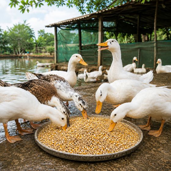 thuc-an-cho-ngan-vit